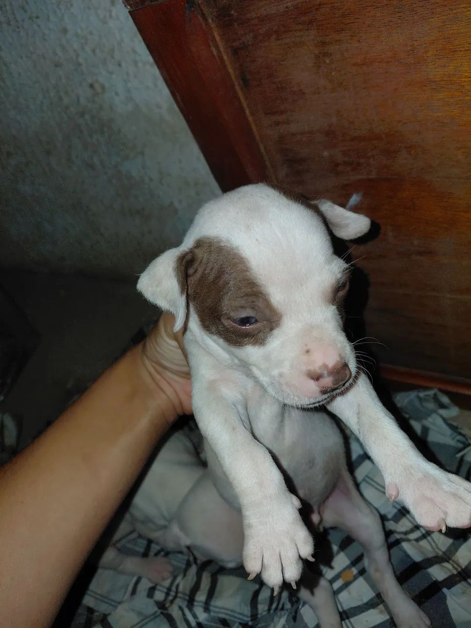 Filhote pit bull  - Foto 2