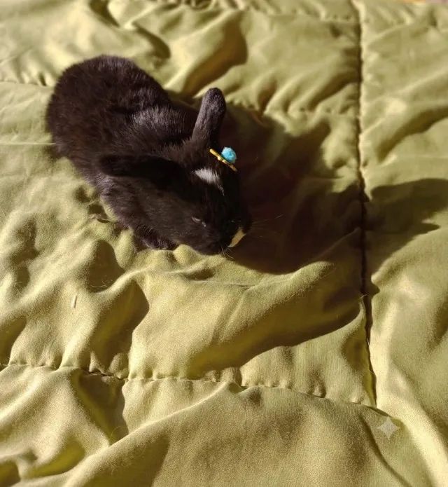 Coelho Mini Lop  - Foto 4
