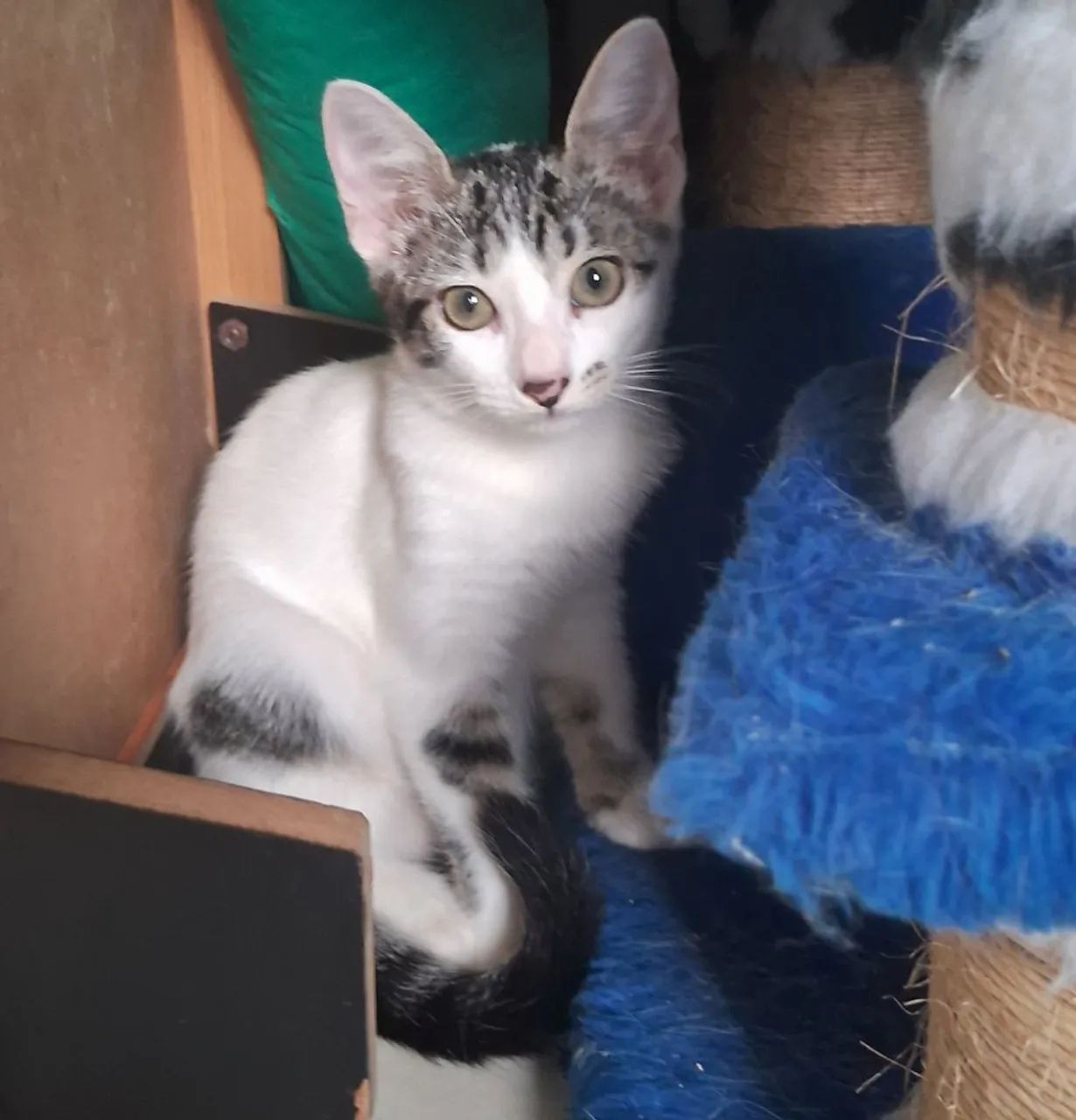 ADOÇÃO GATO - Foto 6