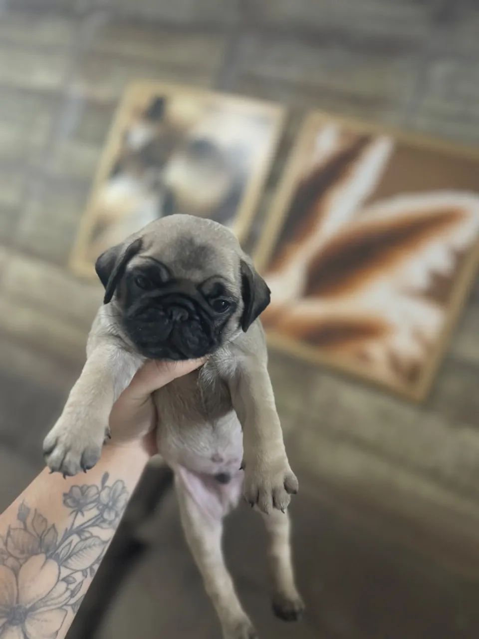 Pug - Foto 5