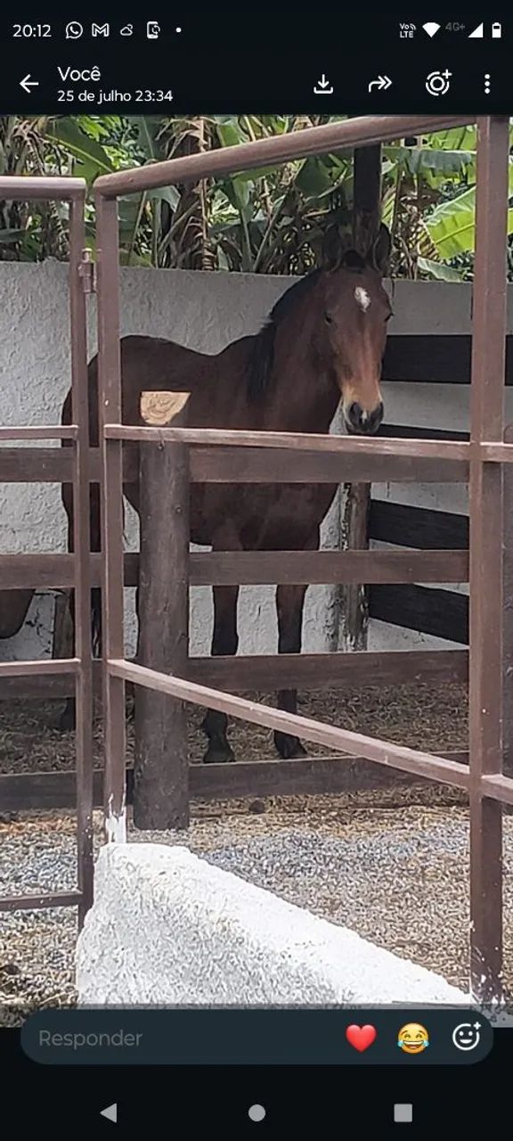 Cavalos