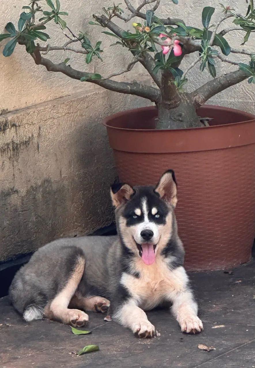 Husky Siberiano Macho  - Foto 4