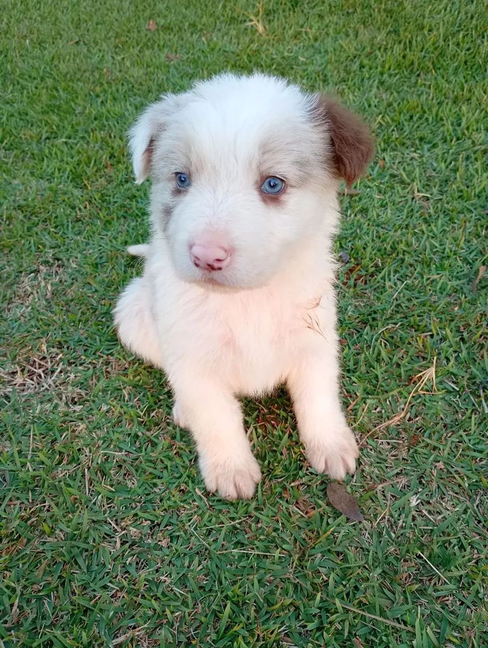 Bordercollie redMerle  - Foto 3
