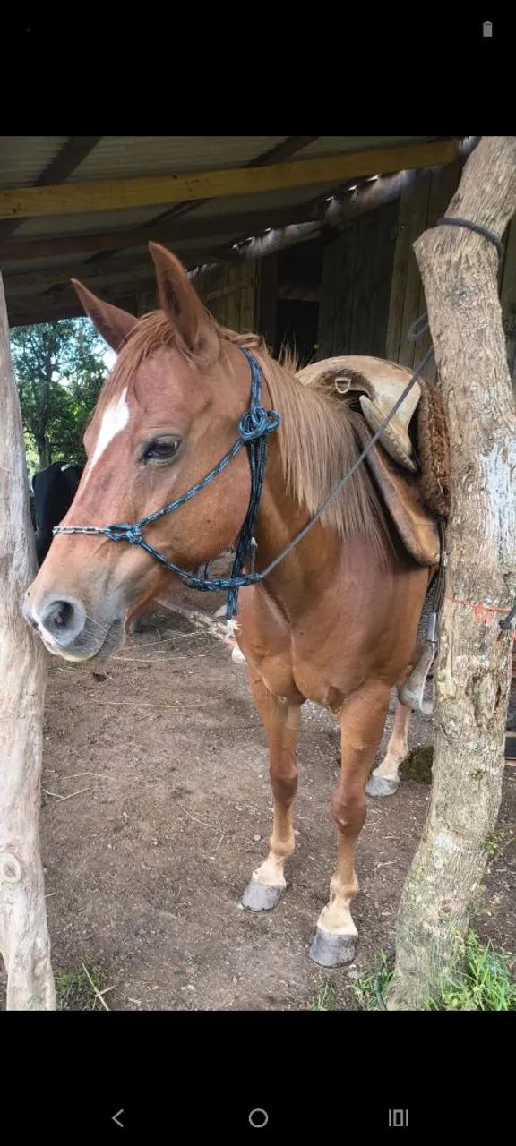 Égua meio sangue qm  - Foto 3