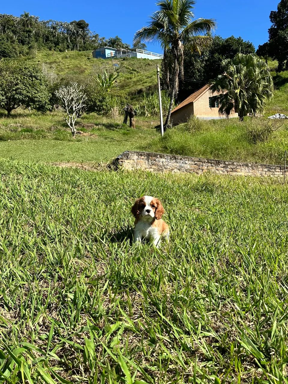 Cavalier king  - Foto 3
