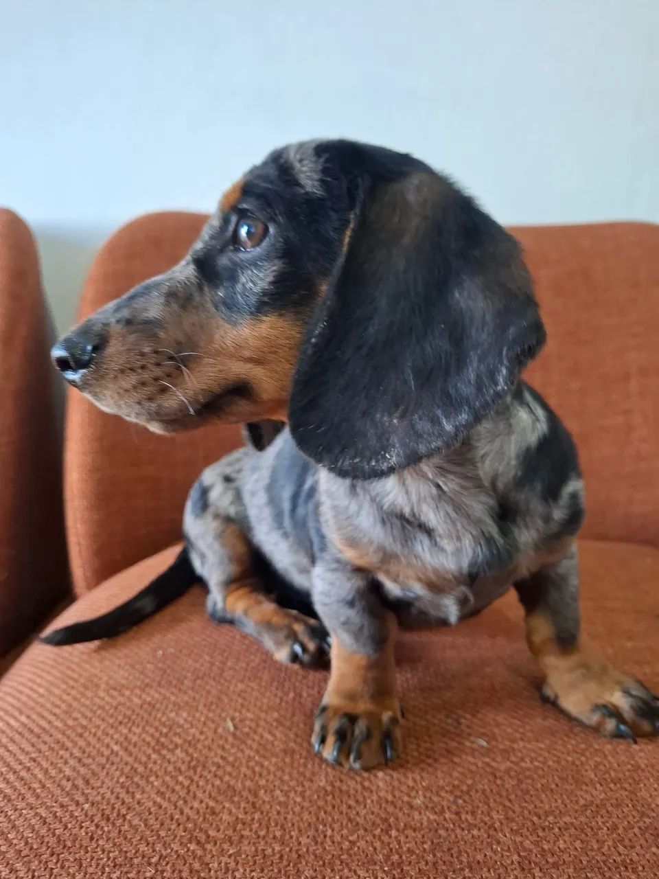 Macho Daschund Alerquim prata - Foto 4