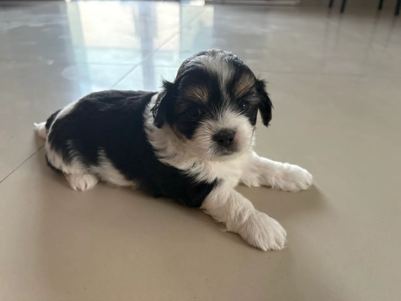 Shih tzu - Foto 2