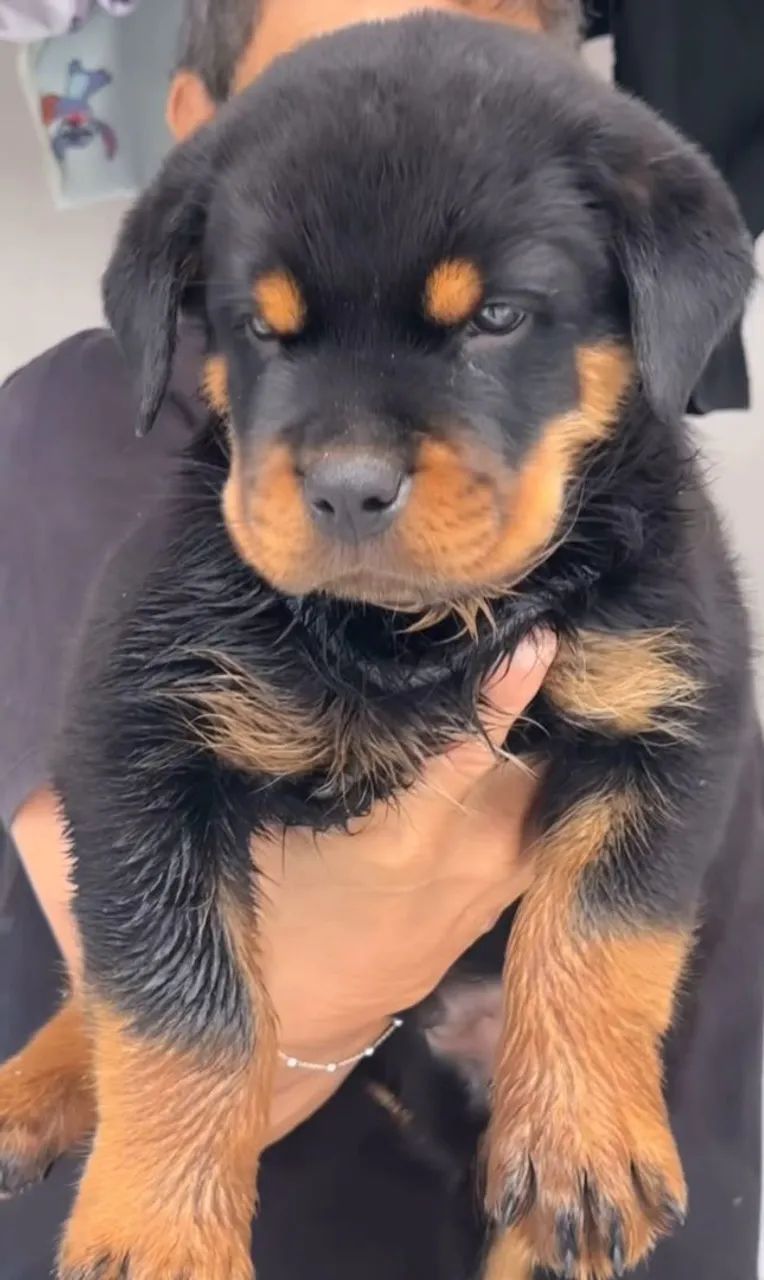Rottweiler  - Foto 5