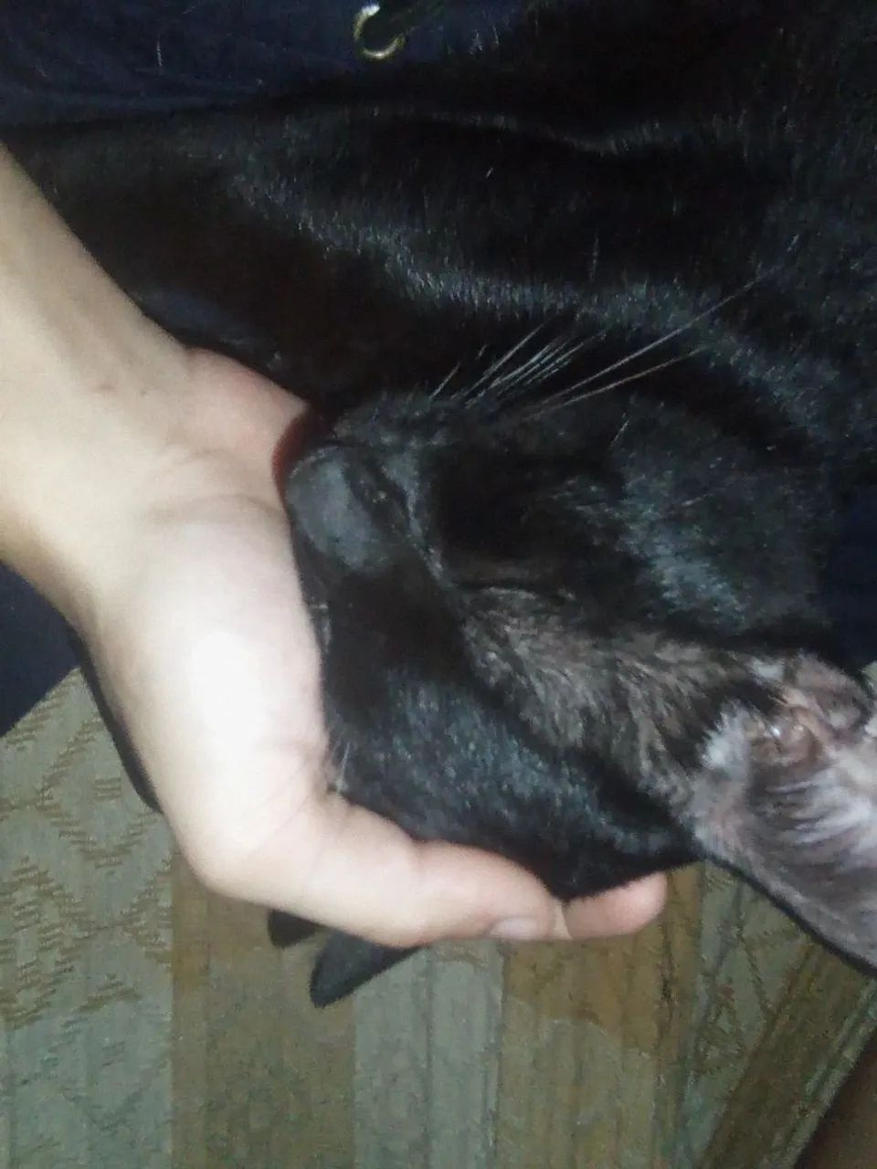 Gato castrado 1 ano de vida.