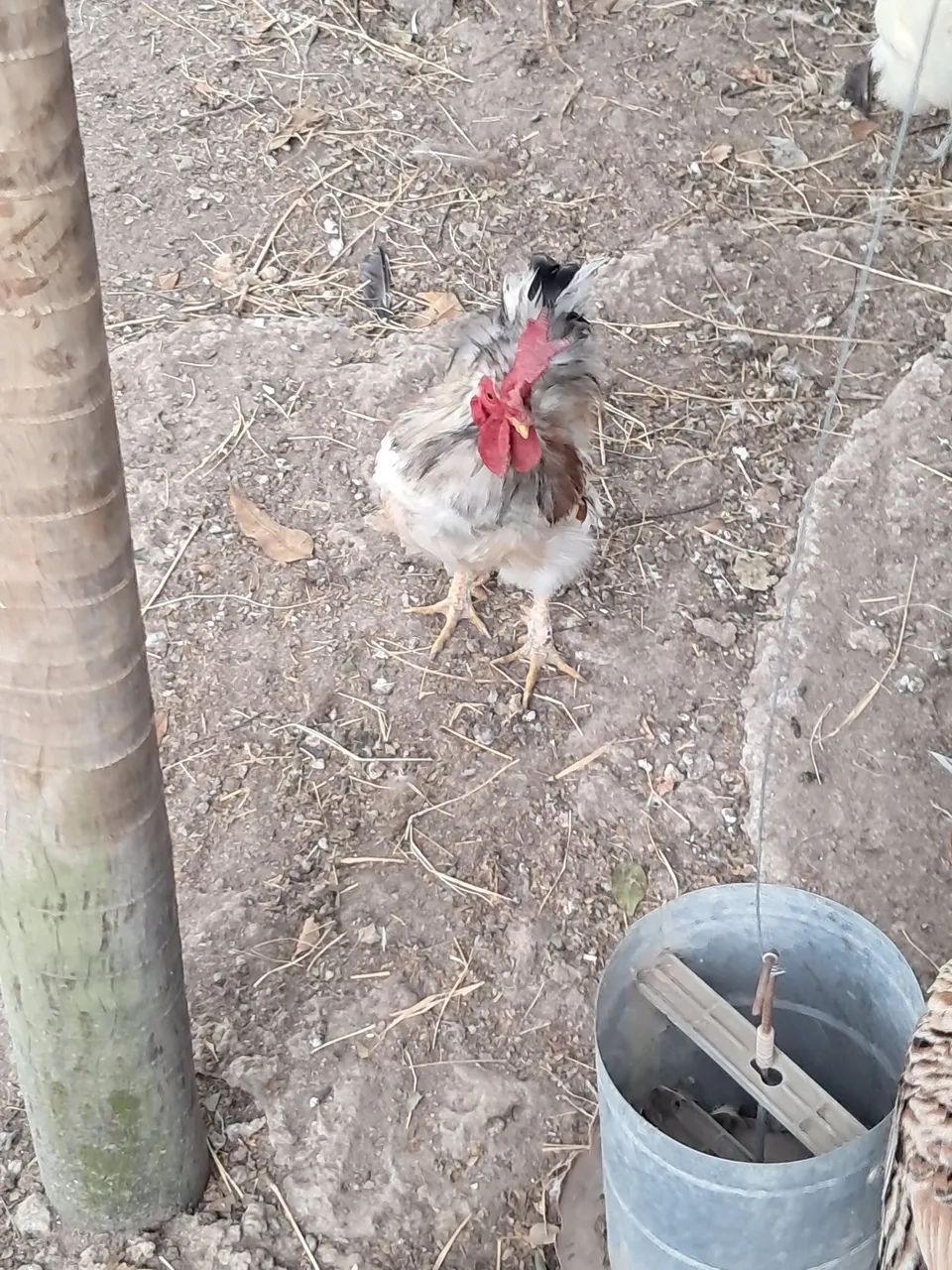 Garnizé macho