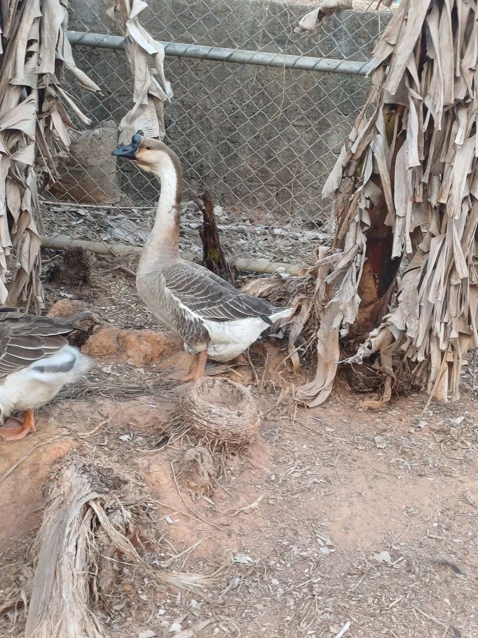 Vendo uma gansa Africana - Foto 5