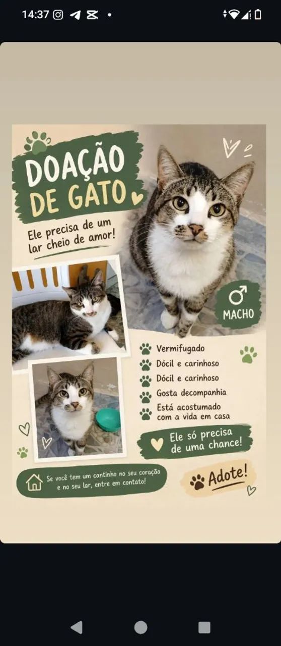Doação gato macho