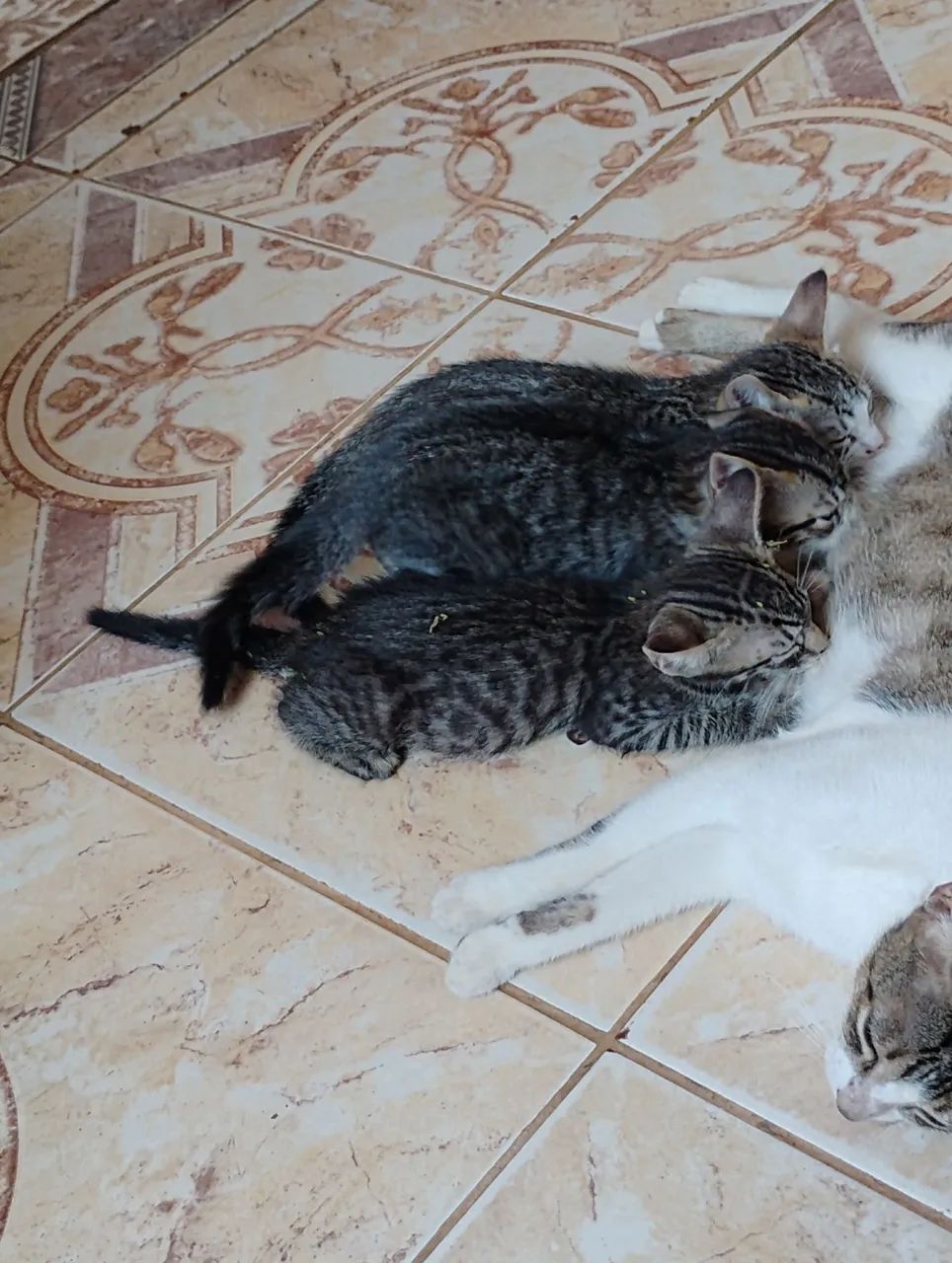 Doação de gatos 