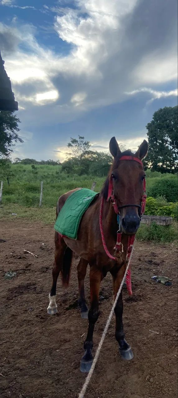 Cavalo - Foto 4
