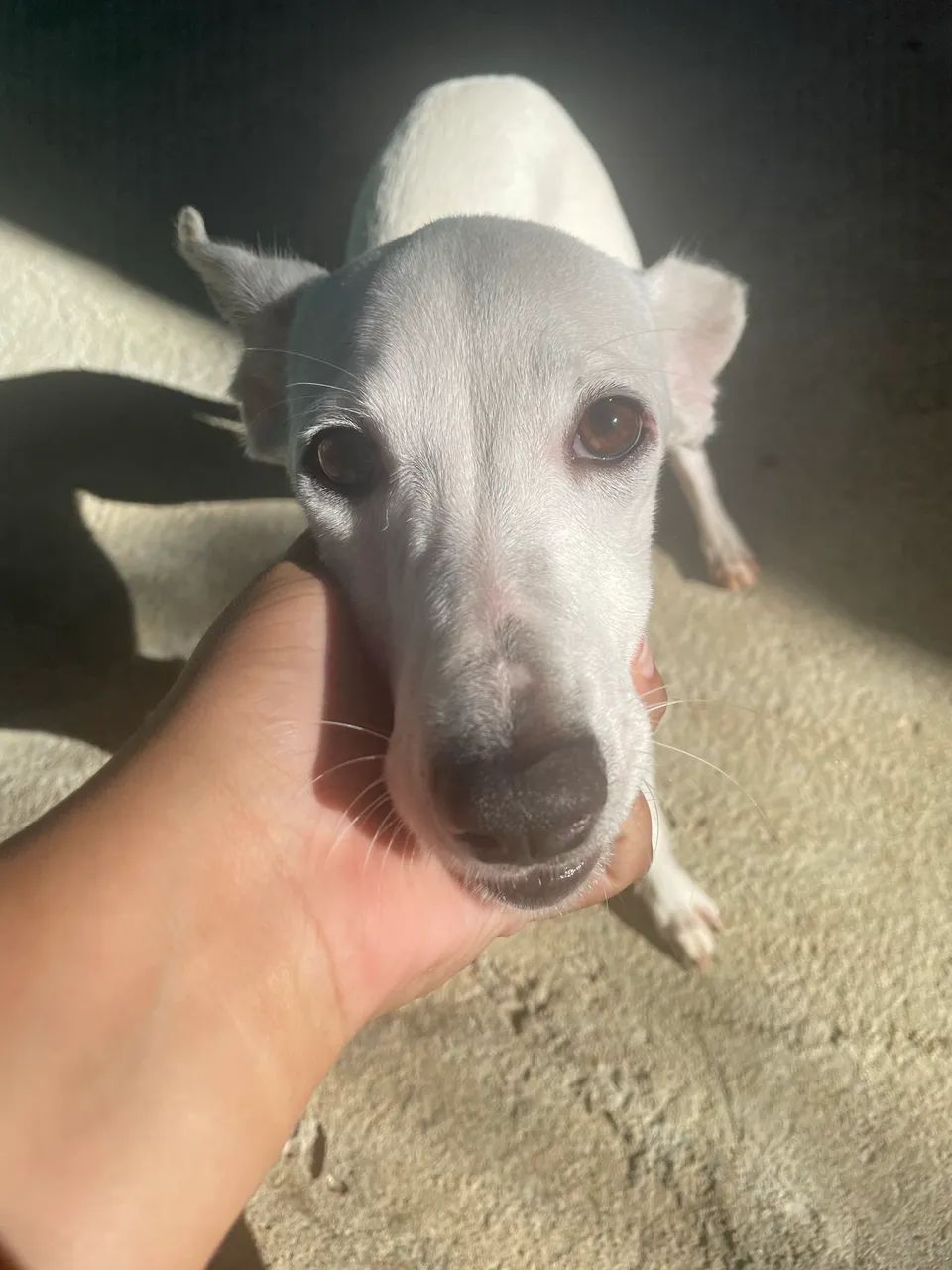 Cachorra vira-lata  - Foto 2