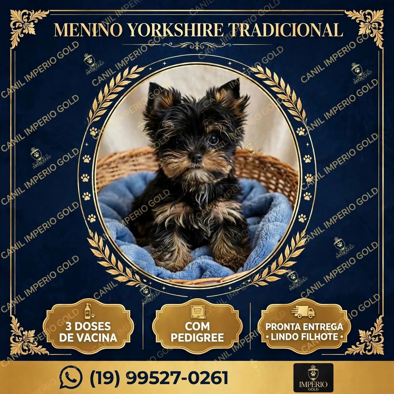 Yorkshire terrier machinho