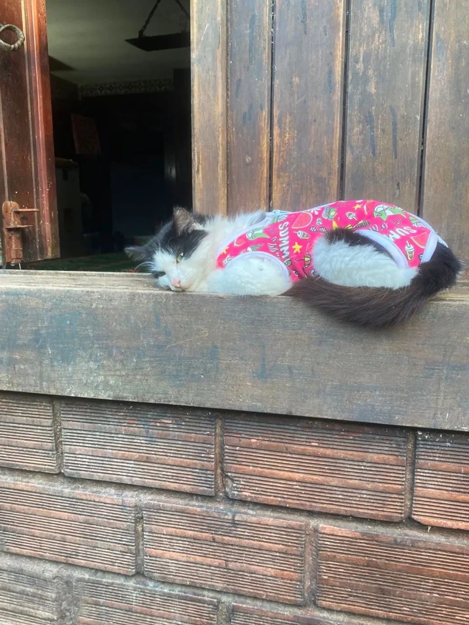 Gata castrada (adoção)  - Foto 3