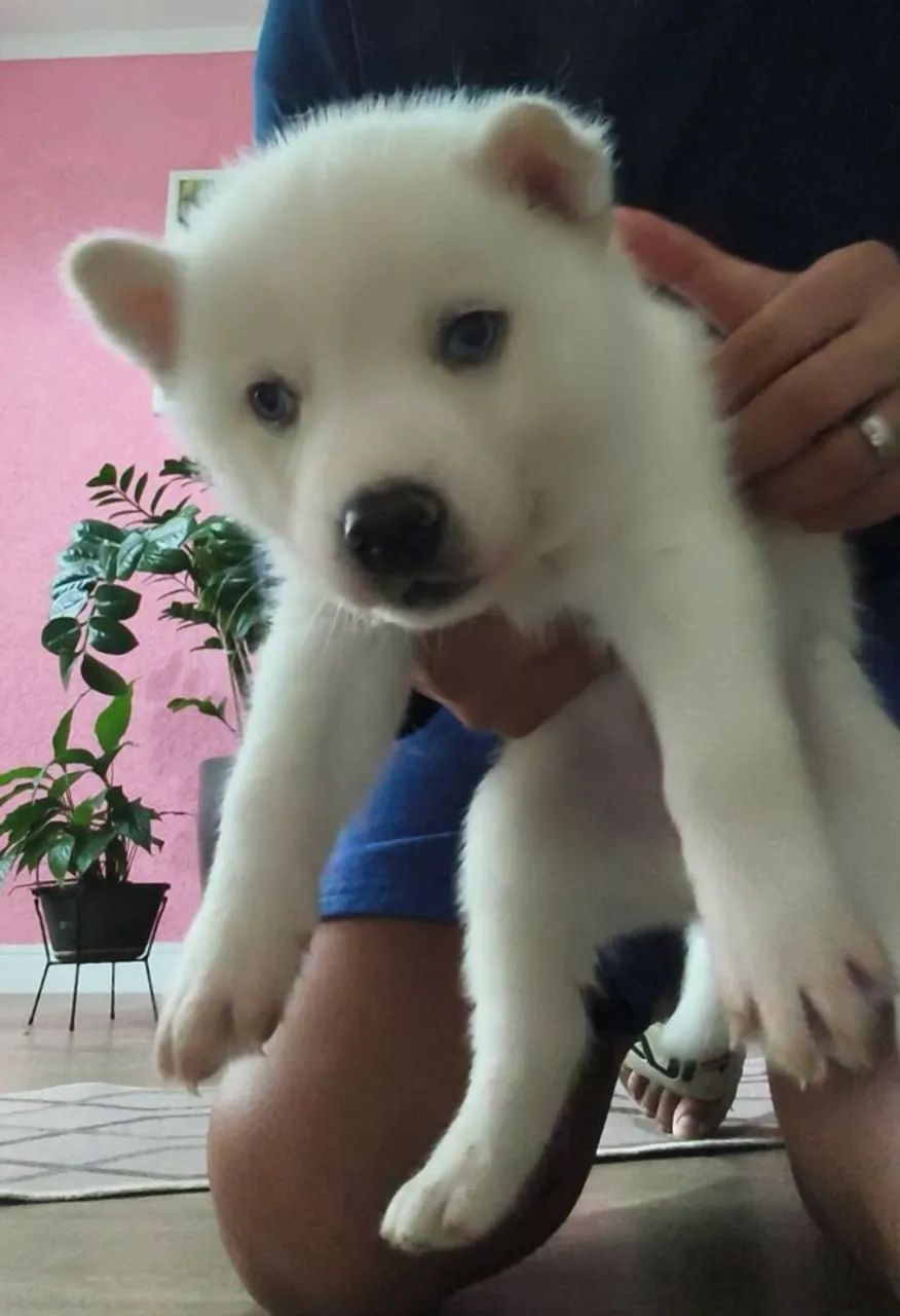 Filhote de husky macho  - Foto 2