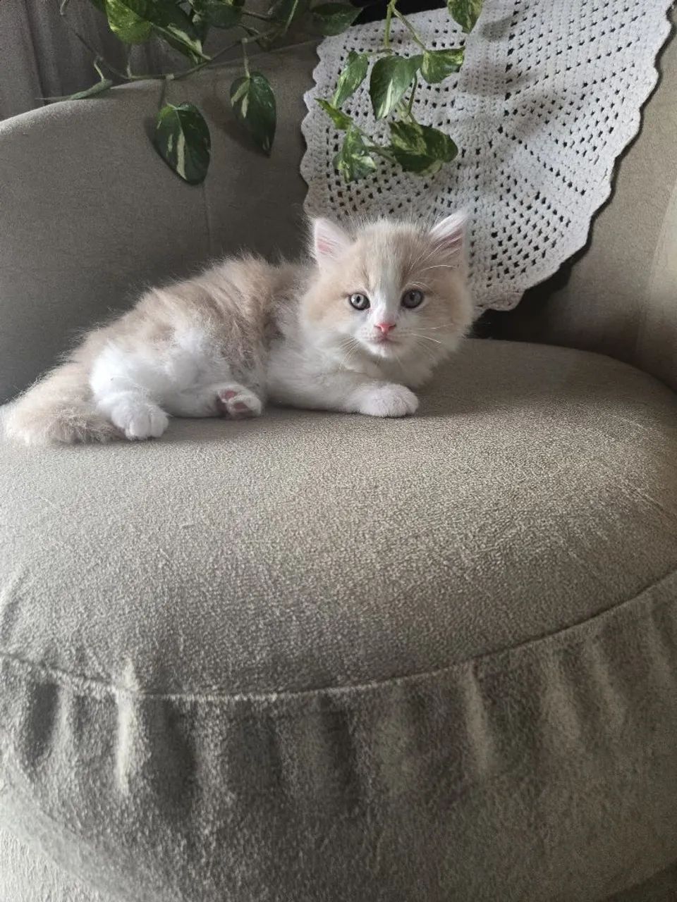 Filhote Persa à venda!