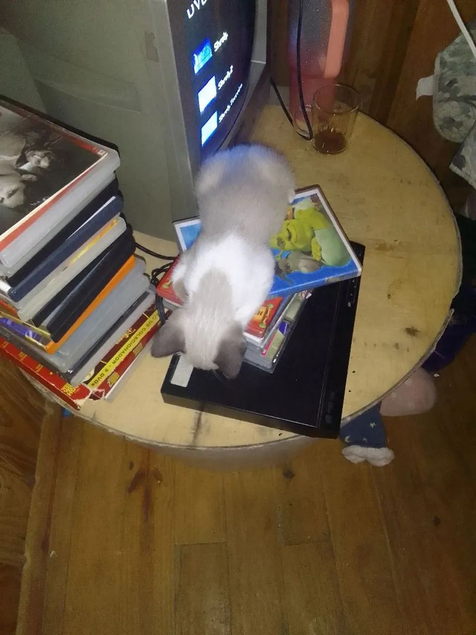 Gato pra doação filhotes