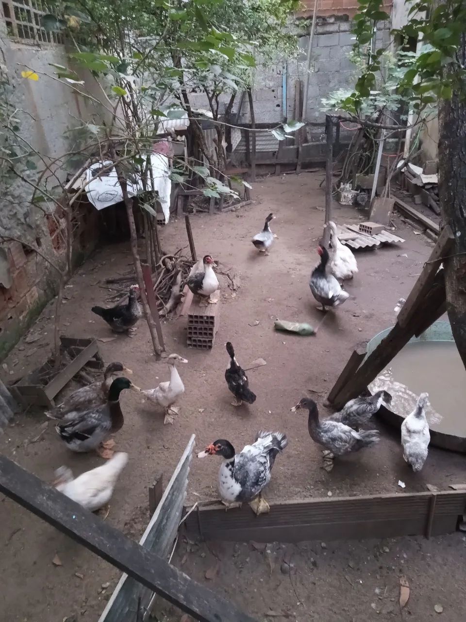 Patos  - Foto 5