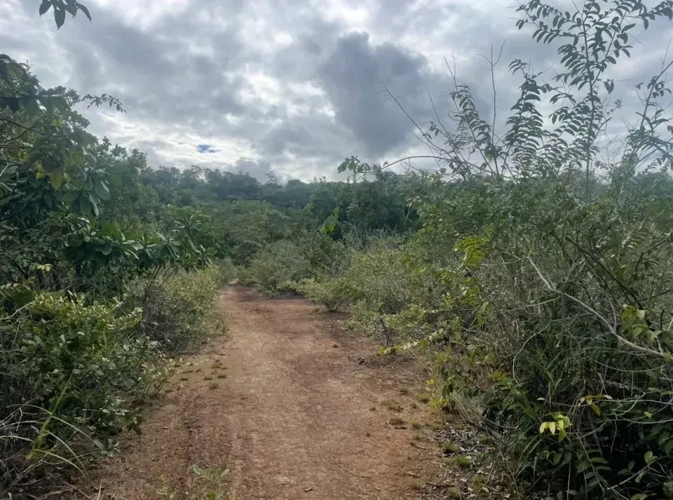 Vendo área rica em Coqueiro Seco - Foto 3