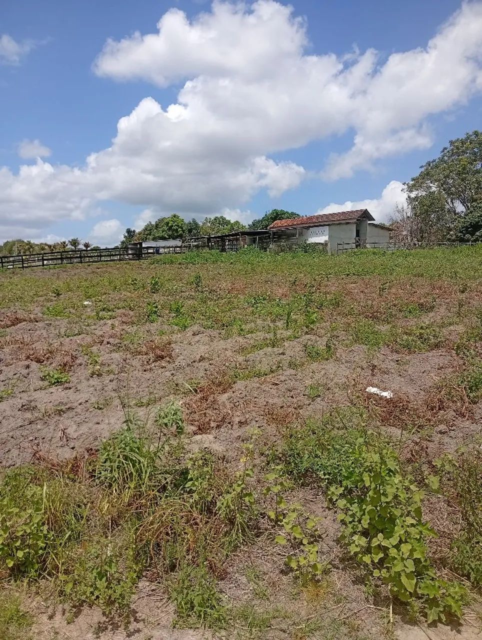 Terreno em chã grande  - Foto 4