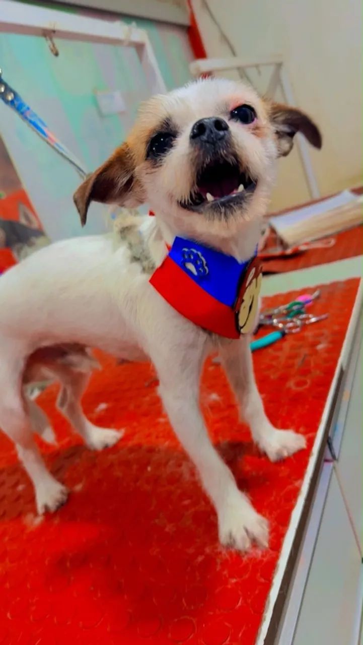 Doação cachorro pequeno  - Foto 2