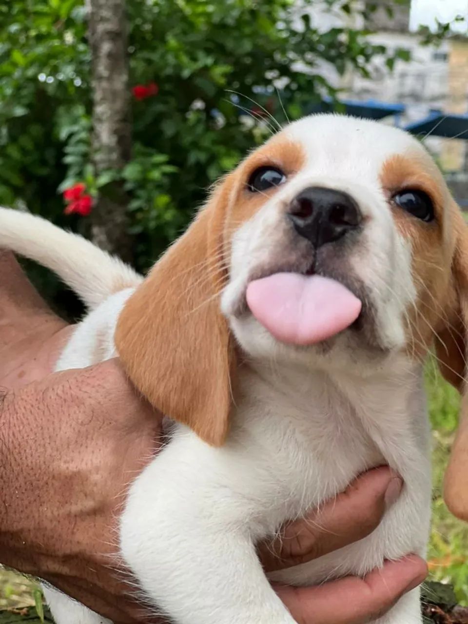 Filhotes de Beagle 13polegadas com pedigre disponíveis  - Foto 4