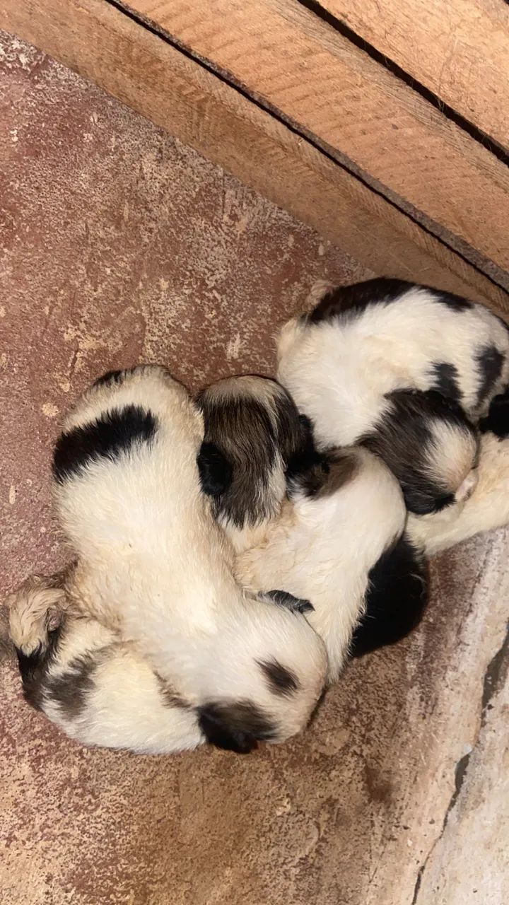 Vendo filhote de Shih Tzu