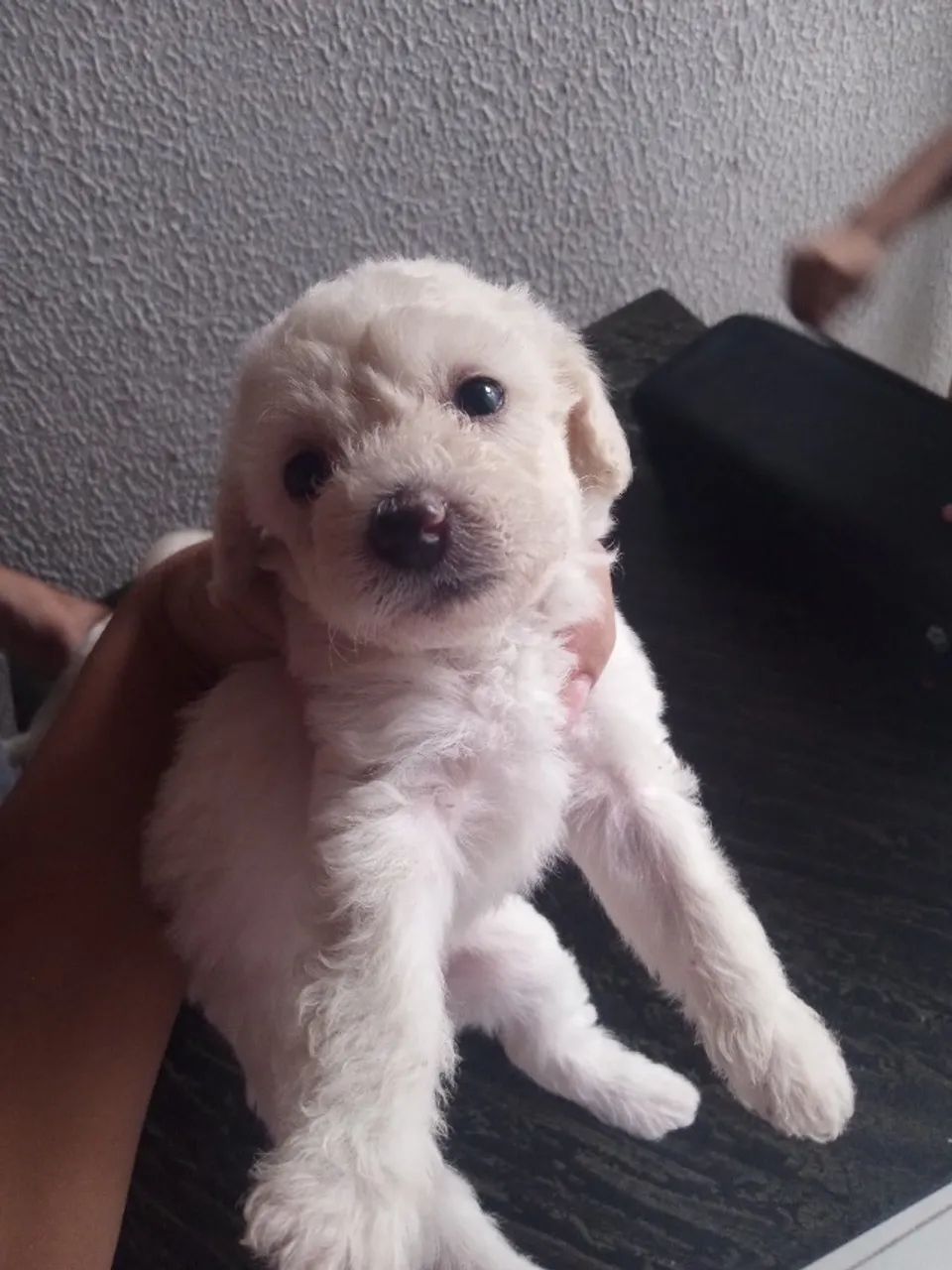 Poodle toy micro  - Foto 5