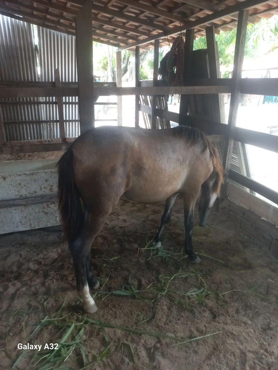 Cavalo - Foto 4