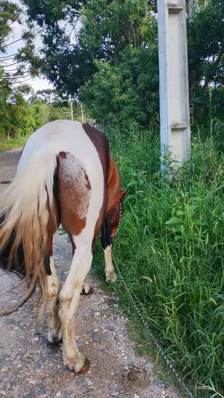 Mangalarga com crioulo  - Foto 2