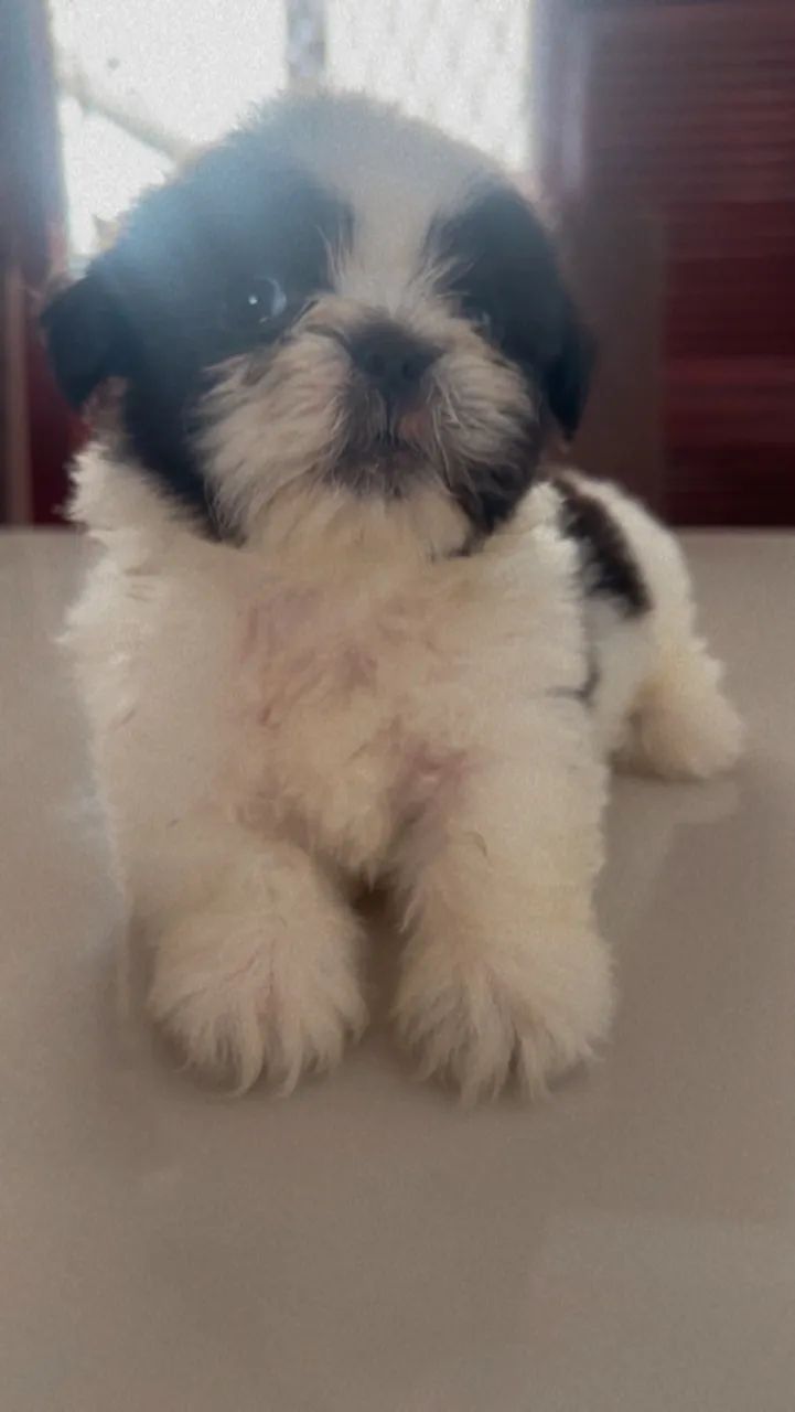 Shihtzu  - Foto 3