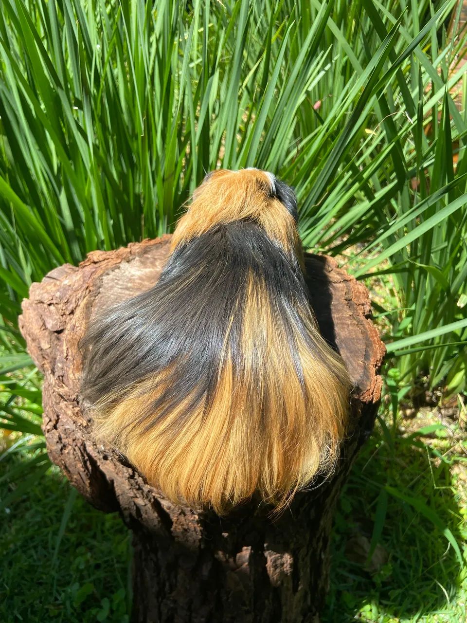 PORQUINHO DA ÍNDIA SHELTIE EXCLUSIVO: O PET PERFEITO PARA SUA CASA OU APARTAMENTO! - Foto 2