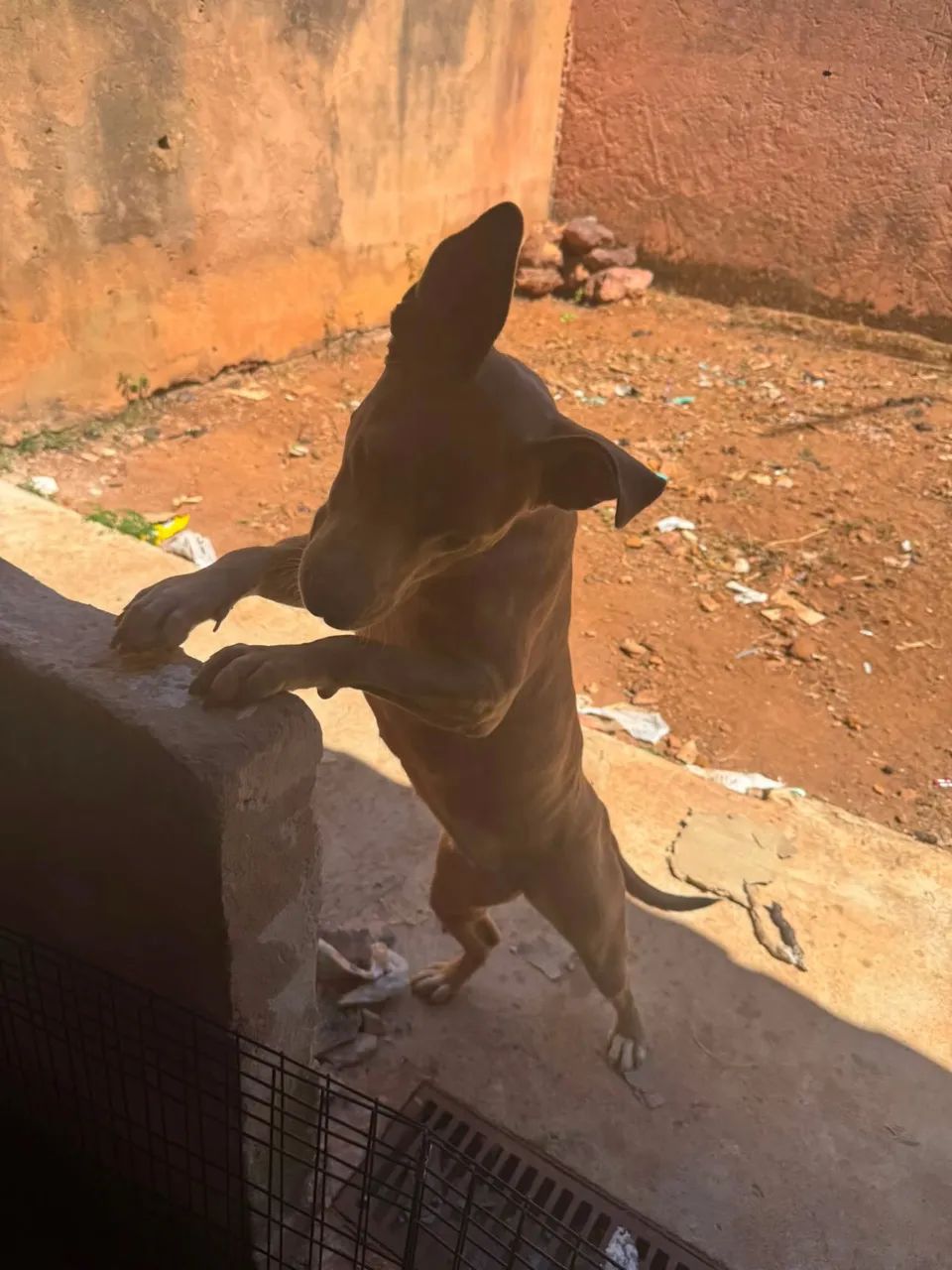 Doação de cachorro  - Foto 3