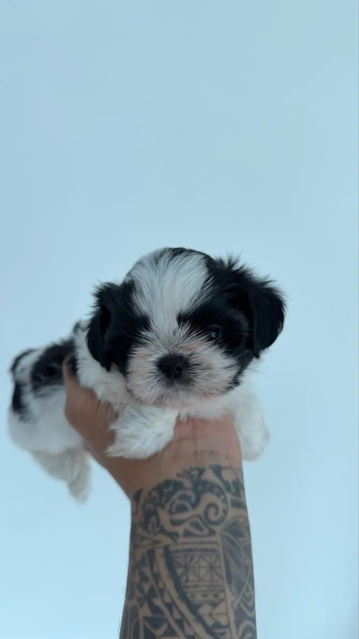 Cachorro shiatsu ou maltês