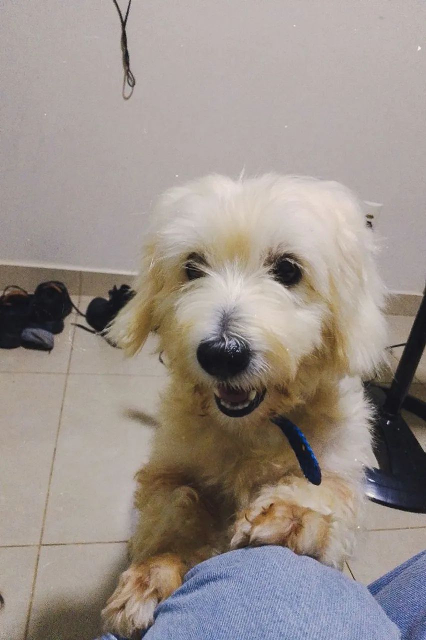 Filhotes de Poodle disponíveis! <br> - Foto 4