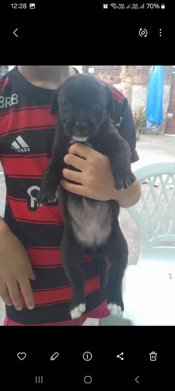 Doando esses cachorro - Foto 3