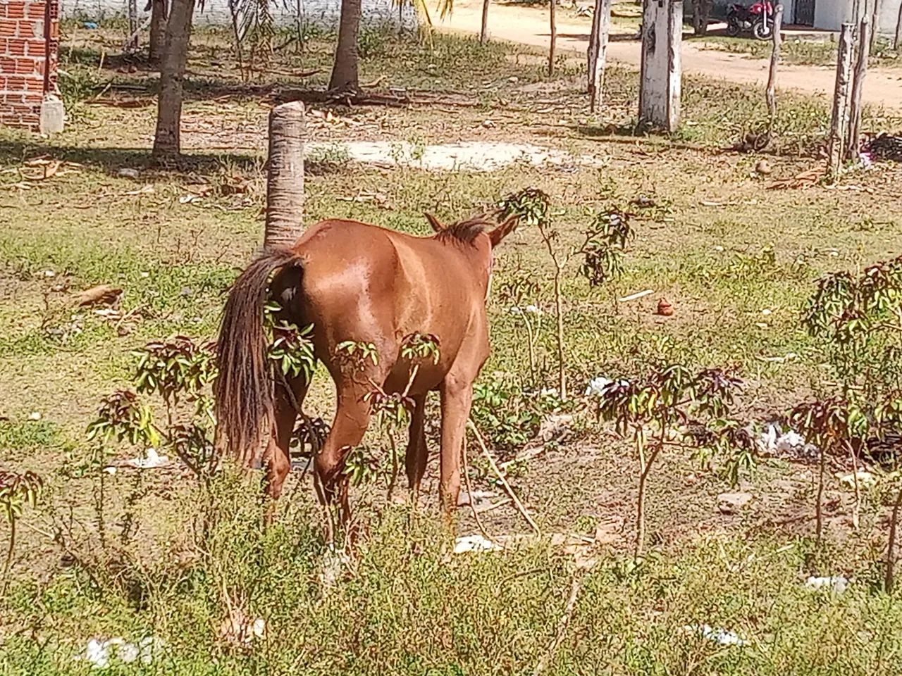 Vendo uma Potra  - Foto 4
