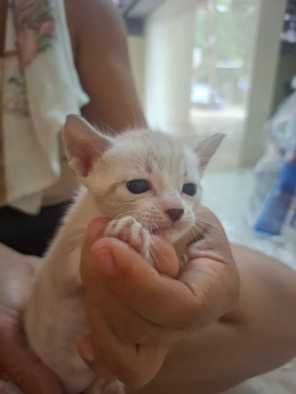 Doação de gatinhos - Foto 3