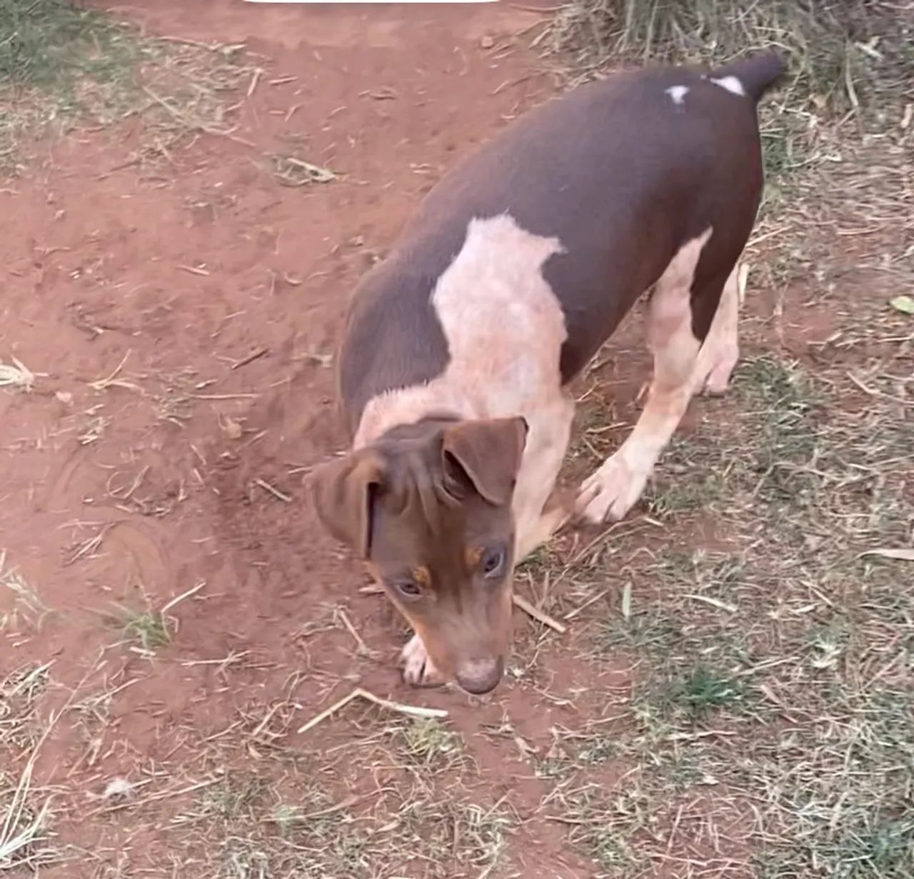Fox paulistinha - Foto 4