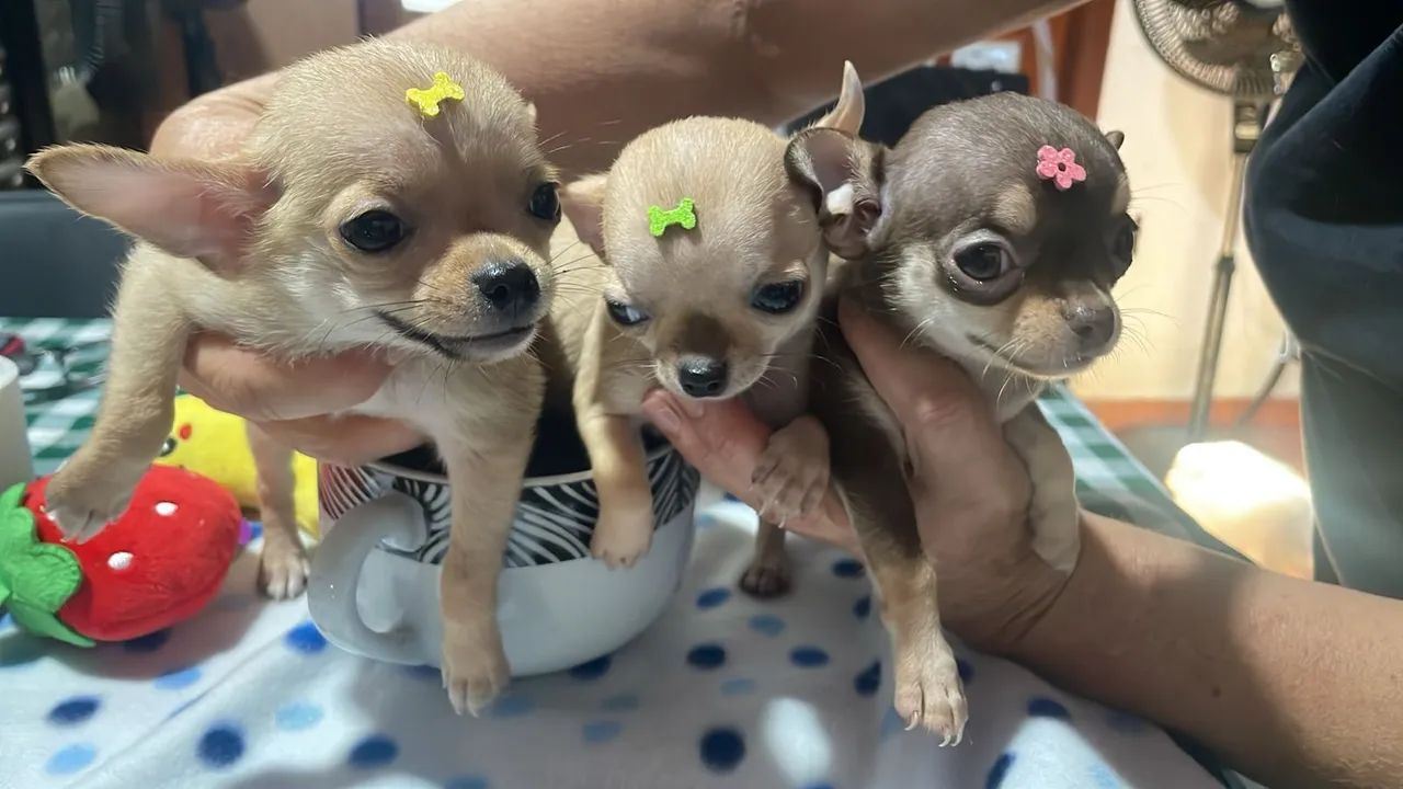 Chihuahua com pedigree - Foto 2
