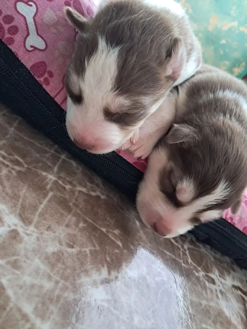 Husky siberiano  - Foto 2
