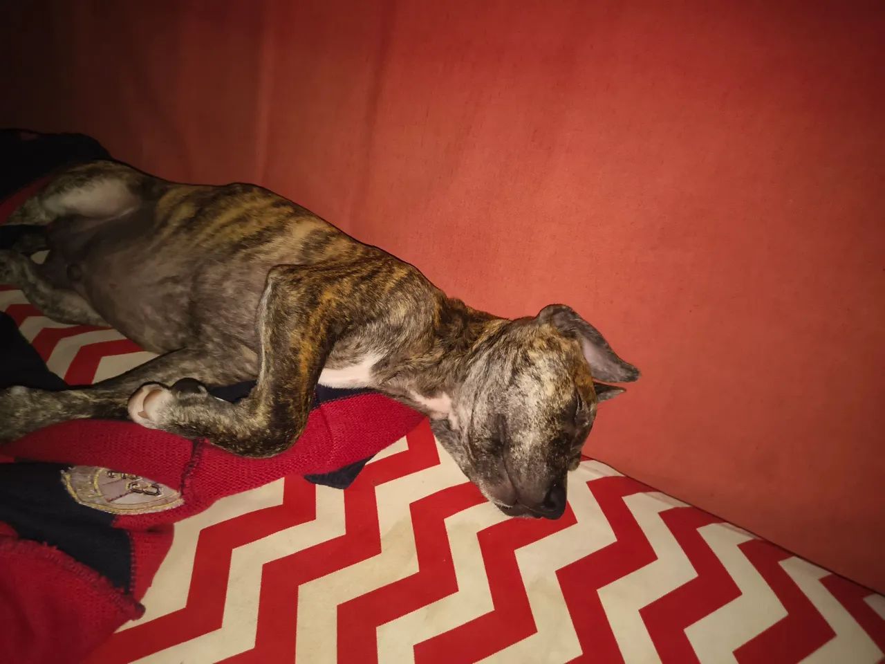 Doação de Cachorro - Foto 2