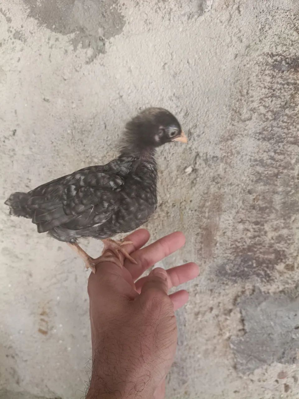 P1ntinho garnizé 