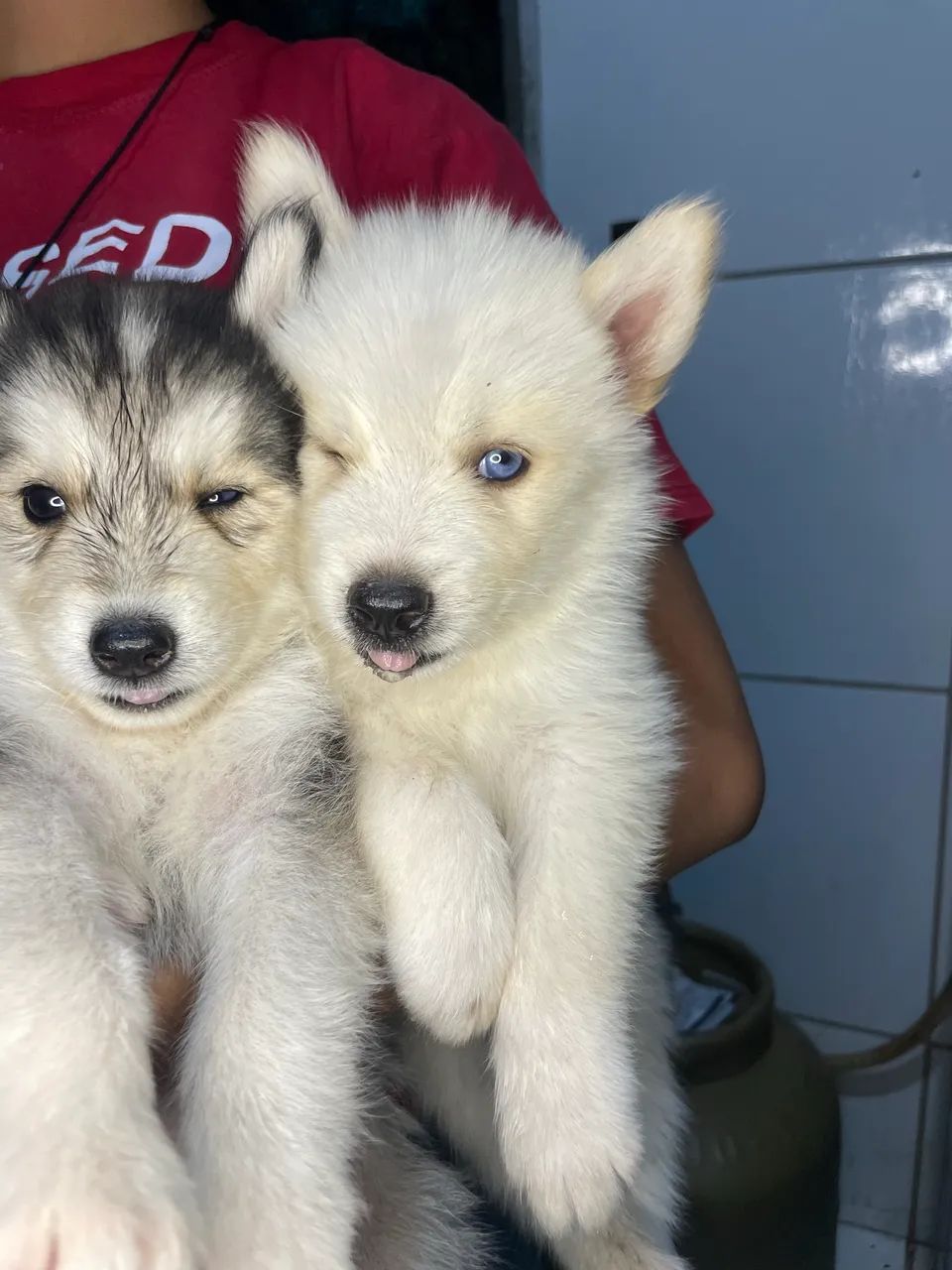 Cachorro - Foto 2