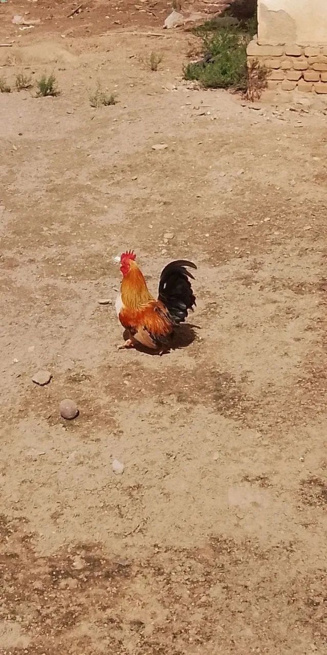 Galo 
