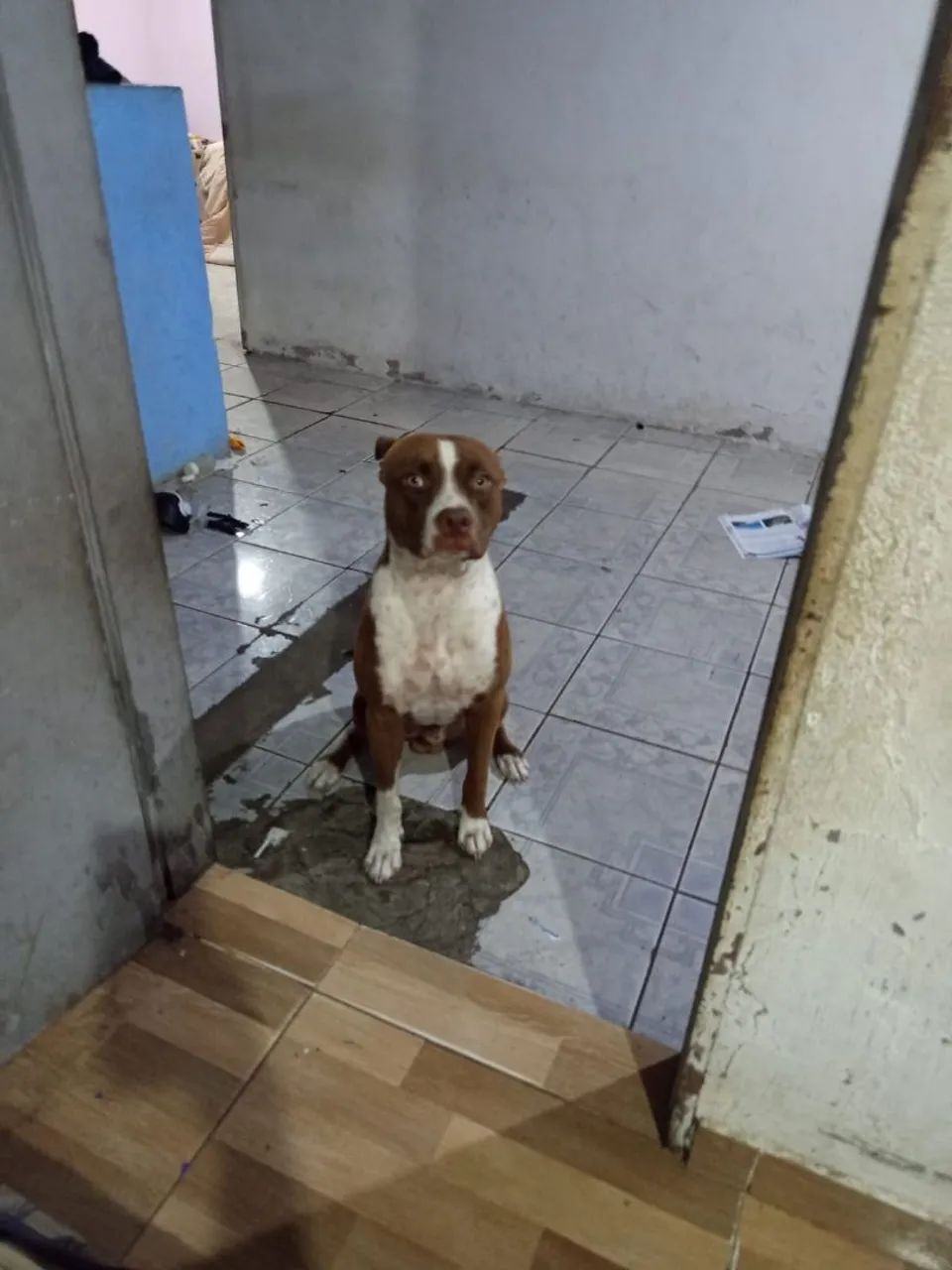 VendO Pitbull 