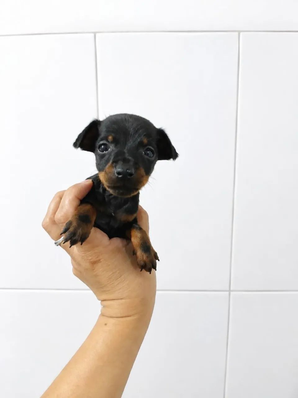 Pinscher ZERO micro de bolso  - Foto 3